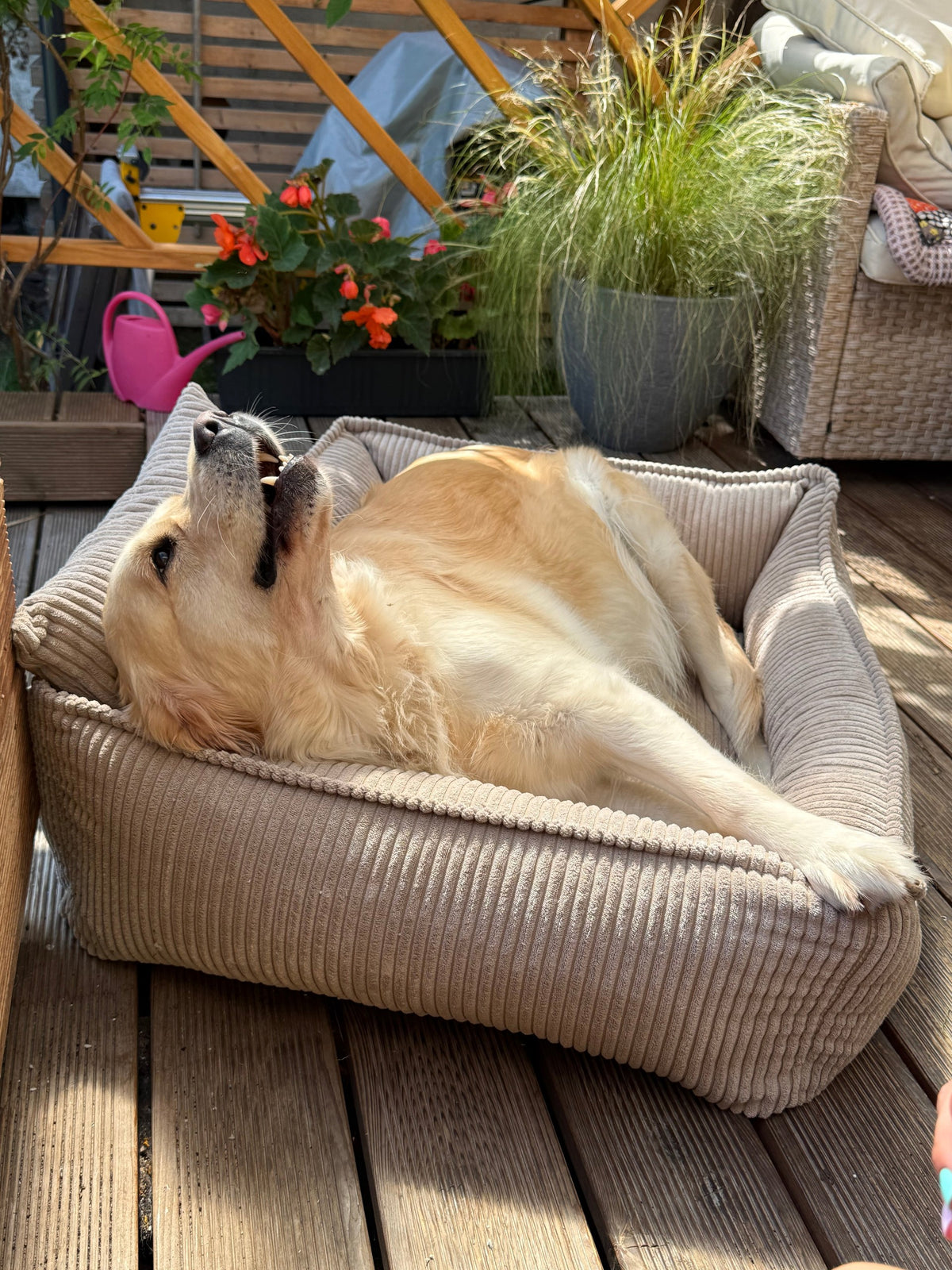 Lodie Corduroy Dog Sofa with Removable Cover – Olive Green, L