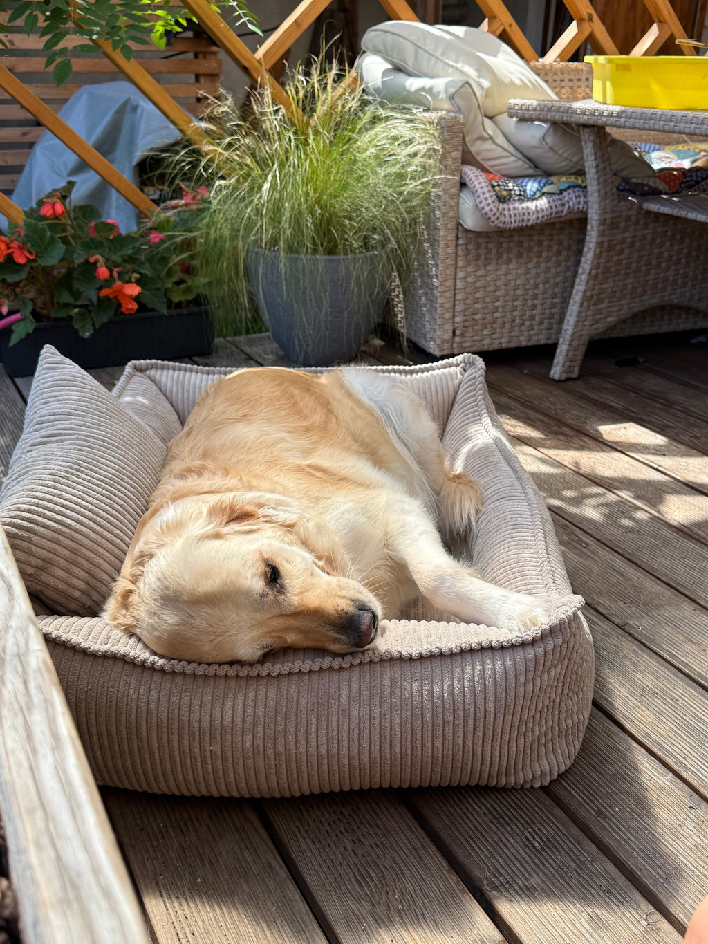 Lodie Corduroy Memory Foam Dog Sofa – Olive Green, M
