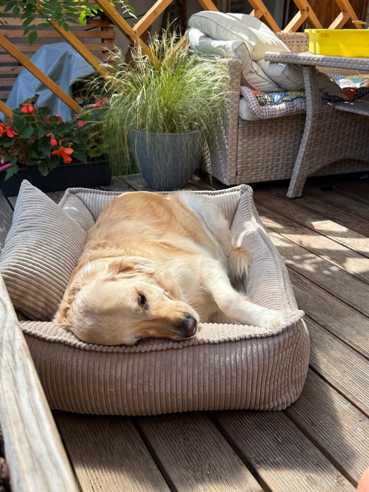 Lodie Corduroy Memory Foam Dog Sofa – Olive Green, M