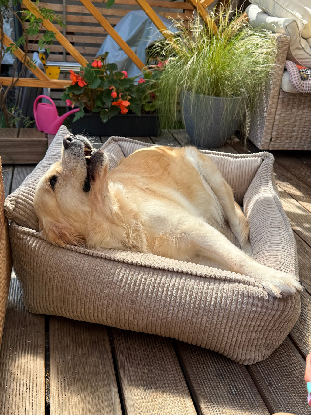 Lodie Corduroy Memory Foam Dog Sofa – Olive Green, M